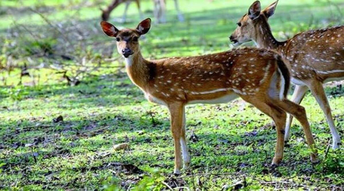 https://www.nepalminute.com/uploads/posts/Spotted deer1668585607.jpg